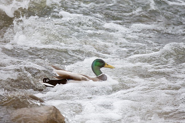 Mannetje Wilde eend zwemmend in wild schuimend en kolkend water van een stroomversnellling in de Grensmaas;Male Mallard swimming in wild water in a rapid in river Meuse stock-image by Agami/Ran Schols,