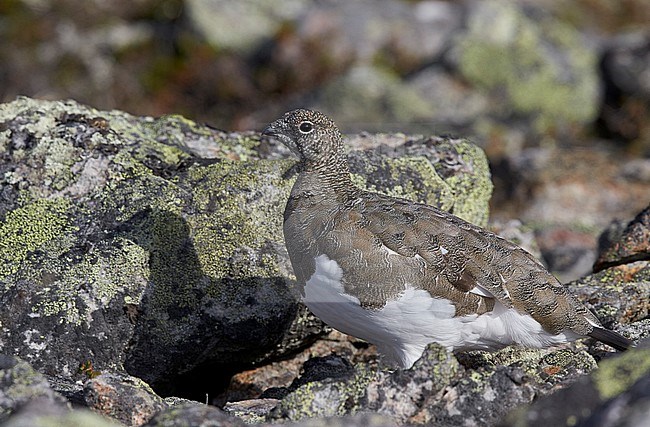 Vrouwtje Alpensneeuwhoen in zomerkleed, Female Rock Ptarmigan in summerplumage stock-image by Agami/Markus Varesvuo,