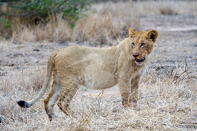Jonge Afrikaanse Leeuw; Young African Lion stock-image by Agami/Marc Guyt,