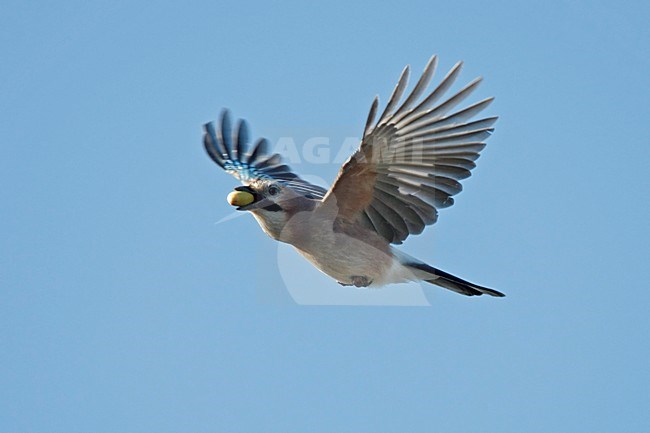 Vliegende Gaai in de blauwe lucht met eikel in de snavel; Flying Eurasian Jay with acorn in its bill. stock-image by Agami/Harvey van Diek,