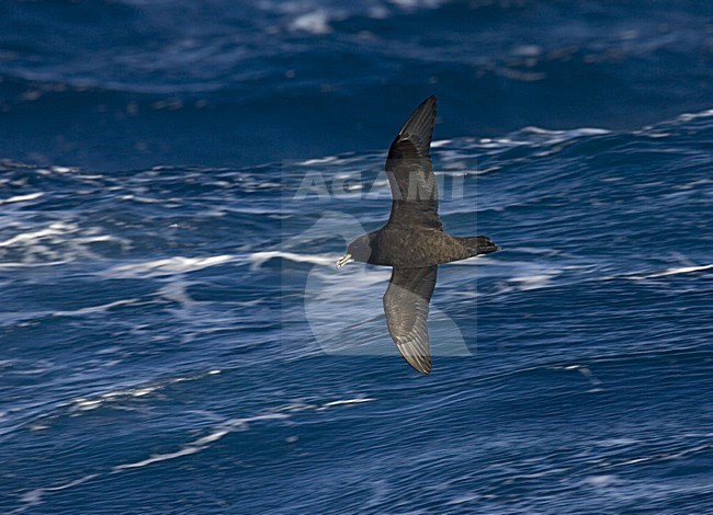 White-chinned Petrel flying; Witkinstormvogel vliegend stock-image by Agami/Marc Guyt,