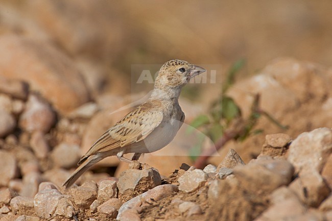 Allodola passero capinera; Black-crowned Finch Lark; Eremopterix stock-image by Agami/Daniele Occhiato,