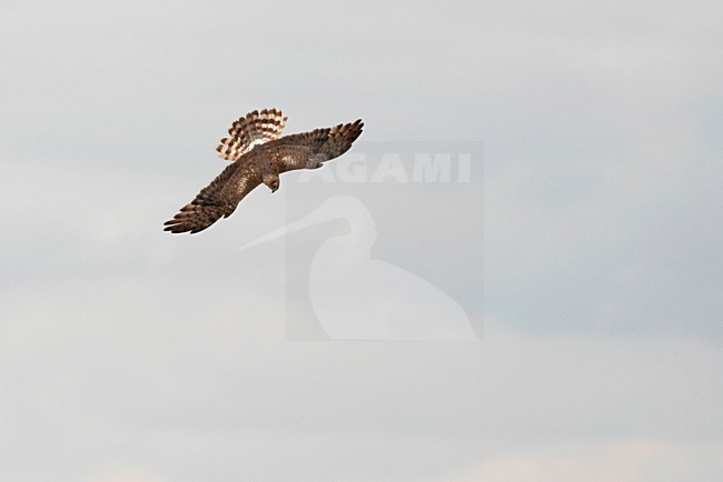 Grauwe Kiekendief, Montagu's Harrier, Circus pygargus stock-image by Agami/David Monticelli,