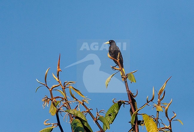 Adult Yellow-rumped Cacique (Cacicus cela) perched in a tree in the Amazon bassin of Manu national park, Peru. Looking around. stock-image by Agami/Marc Guyt,