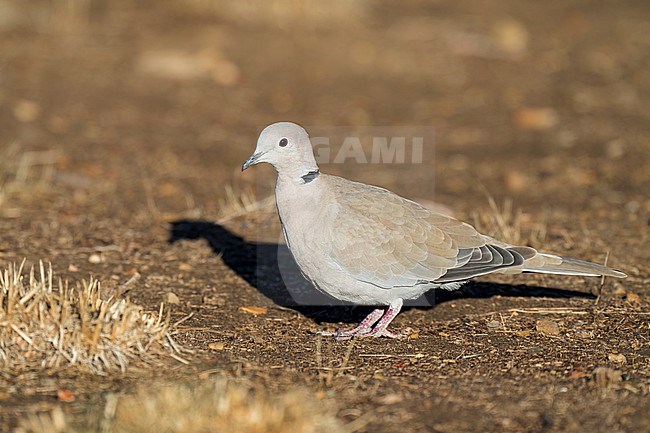 Adult
Santa Barbara Co., CA
November 2022 stock-image by Agami/Brian E Small,