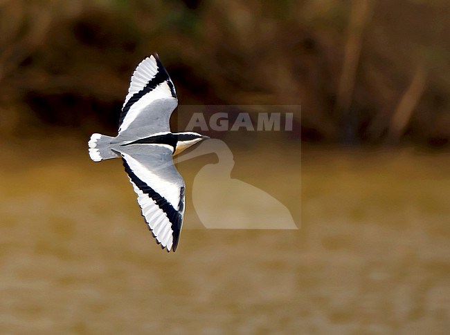 Egyptian Plover (Pluvianus aegyptius) in flight in Africa. stock-image by Agami/Dani Lopez-Velasco,