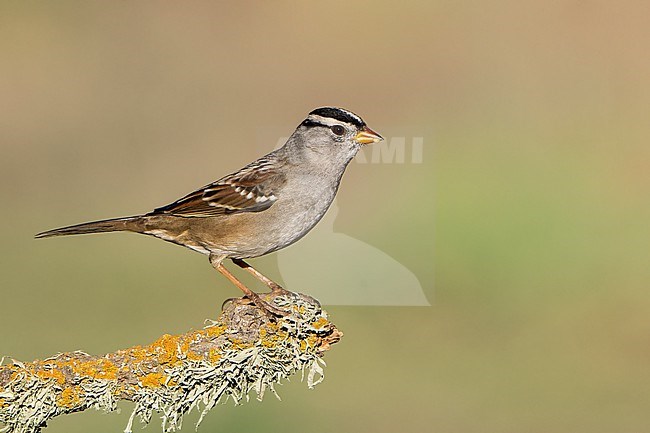 Adult
Santa Barbara Co., CA
November 2021 stock-image by Agami/Brian E Small,