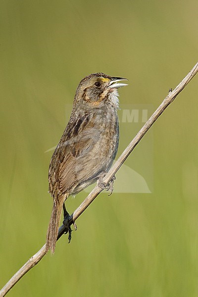 Adult 
Galveston Co., TX 
April 2010 stock-image by Agami/Brian E Small,