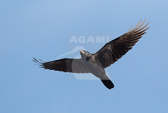 First-winter Rook (Corvus frugilegus) in flight during migration, showing underwing. stock-image by Agami/Marc Guyt,