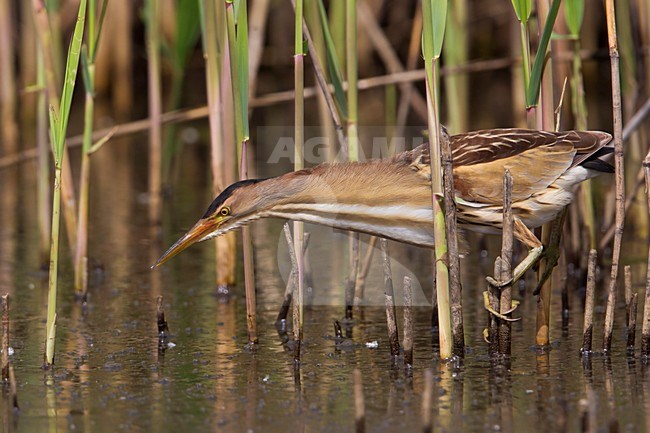 Tarabusino; Little Bittern; Ixobrychus minutus stock-image by Agami/Daniele Occhiato,