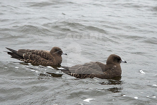 Two juvenile Pomarine Jaegers (Stercorarius pomarinus), side view of birds swimming stock-image by Agami/Kari Eischer,