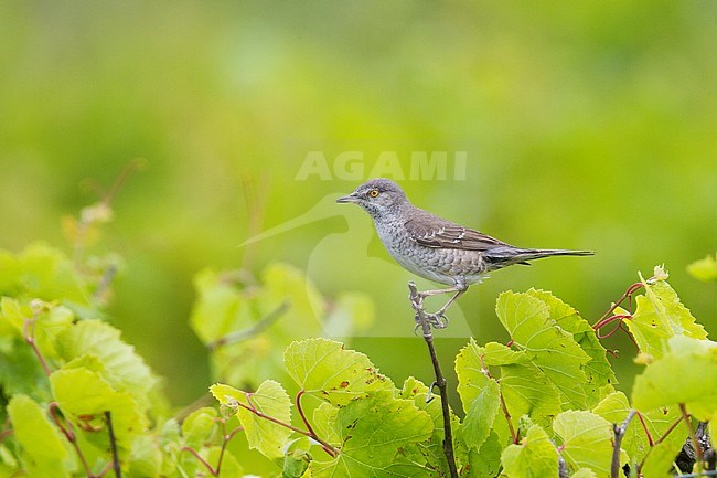 Sperwergrasmus, Barred Warbler stock-image by Agami/Ralph Martin,