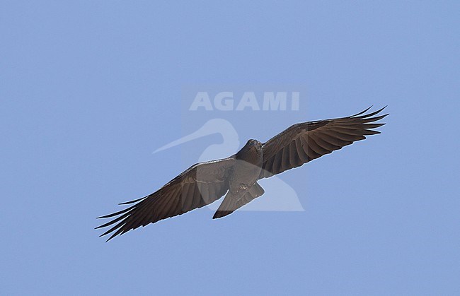 Fan-tailed Raven - Borstenrabe - Corvus rhipidurus, Oman stock-image by Agami/Ralph Martin,