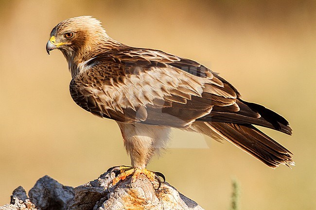 Booted Eagle (Hieraaetus pennatus) in Ávila (Spain) stock-image by Agami/Oscar Díez,