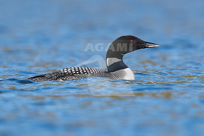 Great Northern Loon  (Gavia immer), adult swimming in a lake stock-image by Agami/Saverio Gatto,