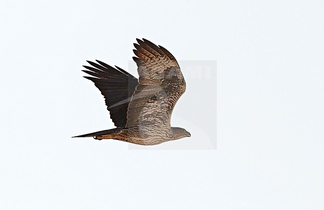 Adulte Havikarend in vlucht; Adult Bonelli's Eagle (Aquila fasciata) in flight stock-image by Agami/Tomi Muukkonen,