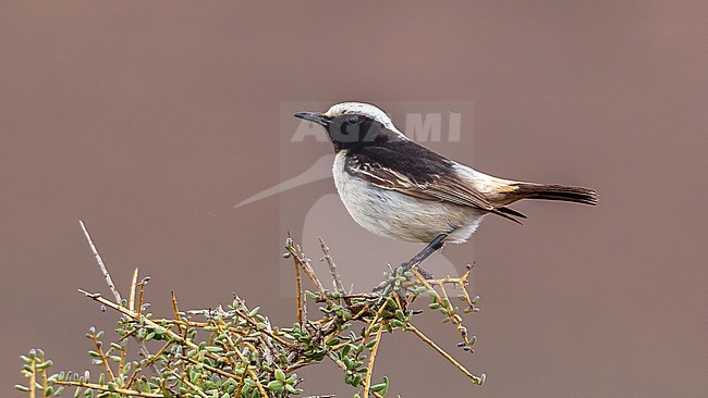 1st summer male North African Red-rumped Wheatear (Oenanthe moesta moesta) erched on a bush in Western Sahara stock-image by Agami/Vincent Legrand,