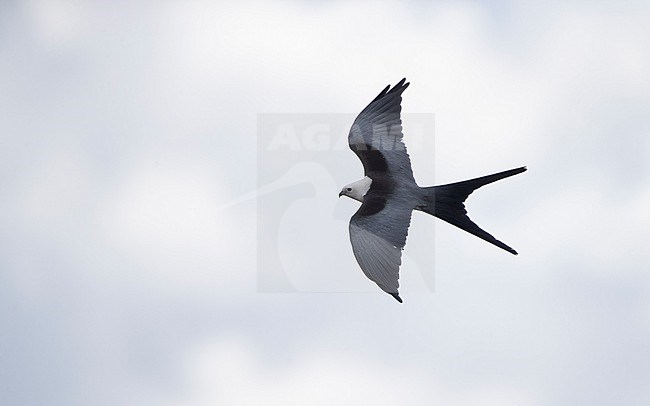 Swallow-tailed Kite (Elanoides forficatus) flying overhead in Everglades NP, Florida, USA stock-image by Agami/Helge Sorensen,