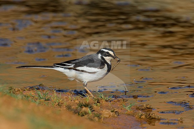 Afrikaanse Bonte Kwikstaart met voer; African Pied Wagtail with food stock-image by Agami/Daniele Occhiato,