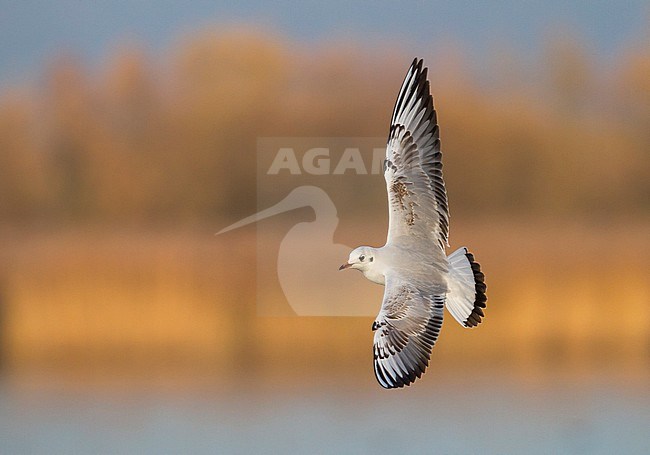 Black-headed Gull, Kokmeeuw, Larus ridibundus, Austria, 1st cy stock-image by Agami/Ralph Martin,