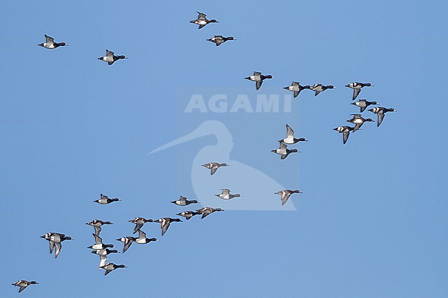 Tufted Duck - Reiherente - Aythya fuligula, Germany stock-image by Agami/Ralph Martin,