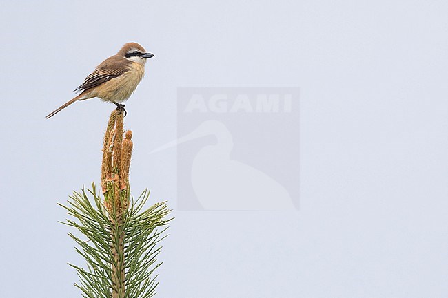 Presumed Brown Shrike x Isabelline Shrike, Lanius cristatus ssp. cristatus x Lanius isabellinus, Russia (Baikal), adult, male stock-image by Agami/Ralph Martin,