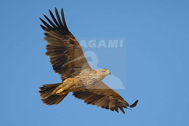 Onvolwassen Keizerarend in de vlucht; Immature Asian Imperial Eagle in flight stock-image by Agami/Daniele Occhiato,