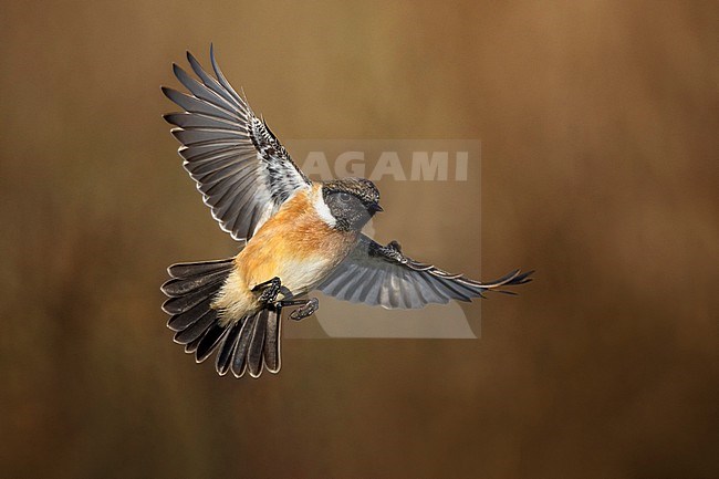 European Stonechat (Saxicola rubicola) in Italy. stock-image by Agami/Daniele Occhiato,