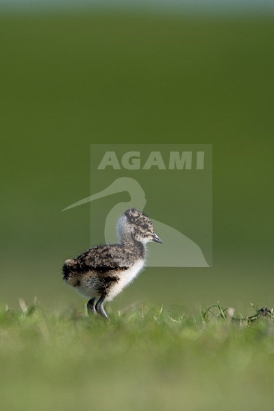 Kievit jong; Northern Lapwing young stock-image by Agami/Marc Guyt,