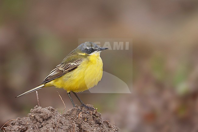 Second calendar year Yellow Wagtail (Motacilla flava ssp. unknown), Mallorca, adult male.
 stock-image by Agami/Ralph Martin,