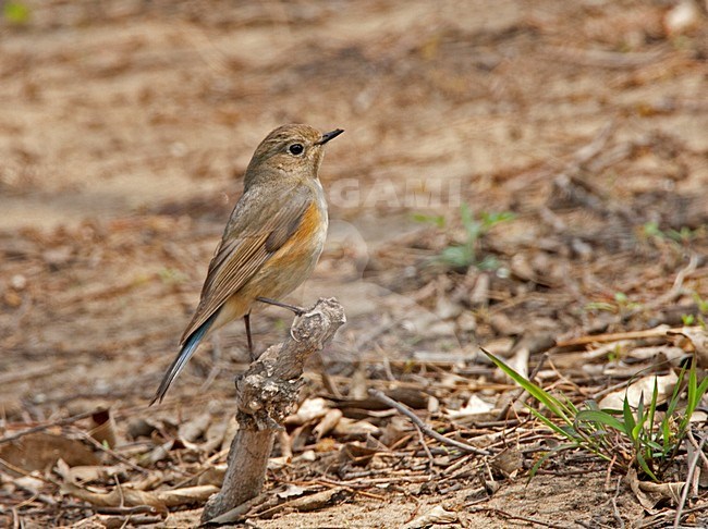 Blauwstaart, Red-flanked Bluetail stock-image by Agami/Roy de Haas,