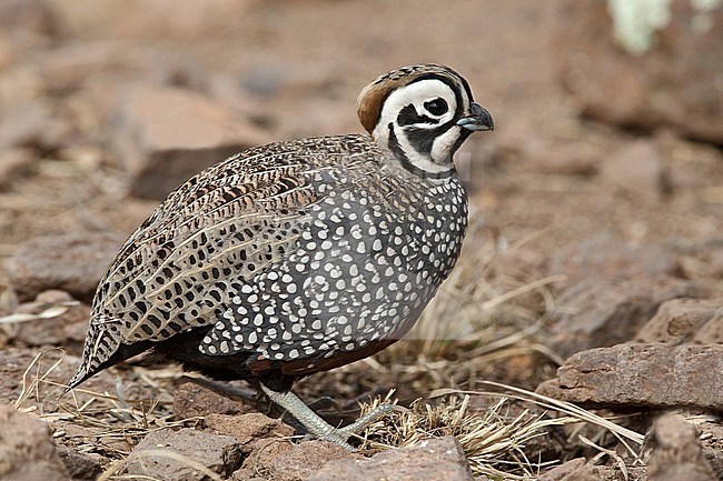 Adult male 
Jeff Davis Co., TX 
March 2010 stock-image by Agami/Brian E Small,