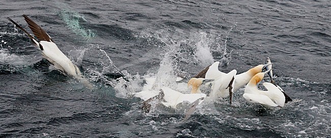 Jan-van-Gent met vis; Northern Gannet with fish stock-image by Agami/Markus Varesvuo,