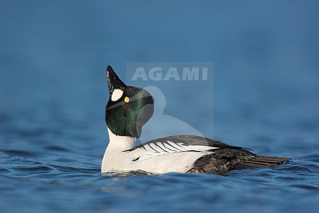 Common Goldeneye (Bucephala clangula) swimming in a lagoon in Victoria, BC, Canada. stock-image by Agami/Glenn Bartley,