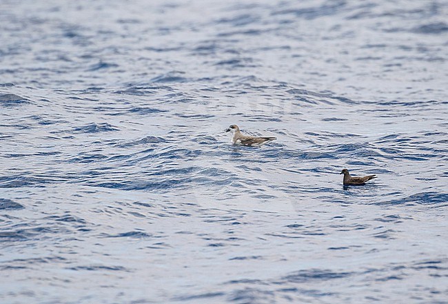 Desertas Petrel (Pterodroma deserta) at sea off Madeira, Portugal. Swimming with a Bulwer's Petrel (Bulweria bulwerii). stock-image by Agami/Pete Morris,