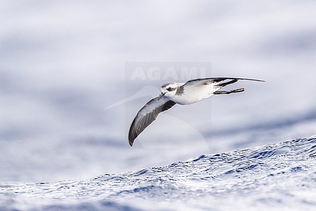 White-faced Storm Petrel (Pelagodroma marina) foraging on the Atlantic Ocean off the Madeira islands. Flying low over ocean surface. stock-image by Agami/Marc Guyt,