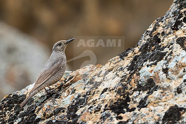 Western Blue Rock Thrush, Monticola solitarius ssp. longirostris stock-image by Agami/Ralph Martin,