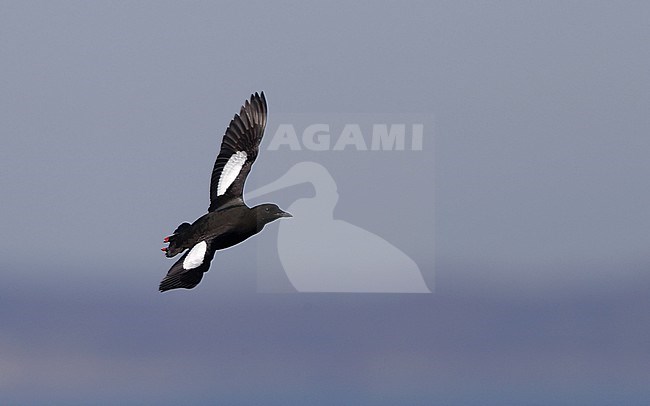 Adult summer plumaged Black Guillemot (Cepphus grylle grylle) at Hirsholmene in Denmark. Bird in flight over the sea. stock-image by Agami/Helge Sorensen,