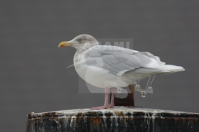 Grote Burgemeester in zit; Glaucous Gull perched stock-image by Agami/Chris van Rijswijk,