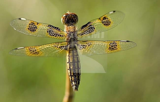 Vrouwtje Palpopleura jucunda, Female Yellow-veined Widow stock-image by Agami/Wil Leurs,