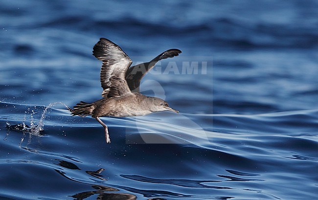 Balearic Shearwater (Puffinus mauretanicus) in flight at Fuseta pelagic, Algarve, Portugal. stock-image by Agami/Helge Sorensen,