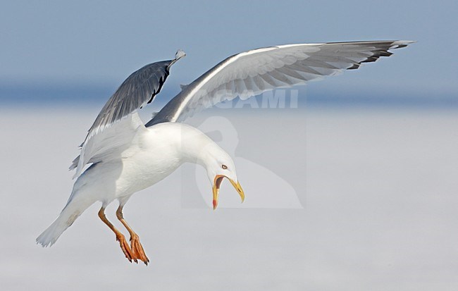 Landende Zilvermeeuw; Landing Herring Gull stock-image by Agami/Markus Varesvuo,