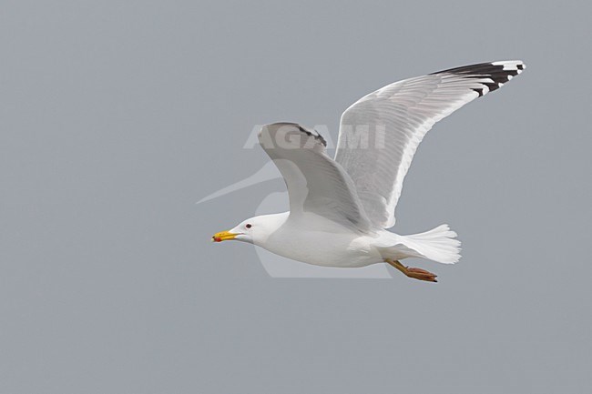 Gabbiano del Caspio; Caspian Gull; Larus cachinnans stock-image by Agami/Daniele Occhiato,