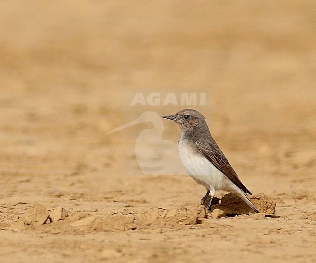 Wintering Variable Wheatear, Oenanthe picata, in India. stock-image by Agami/Laurens Steijn,