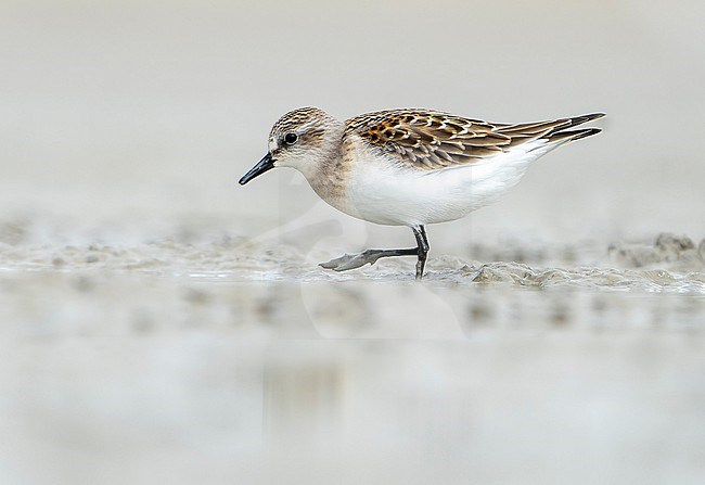 First-winter Red-necked Stint (Calidris ruficollis) during autumn migration in Mongolia. stock-image by Agami/Dani Lopez-Velasco,