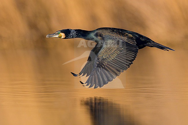 Great Cormorant, Phalacrocorax carbo sinensis, in Italy. stock-image by Agami/Daniele Occhiato,