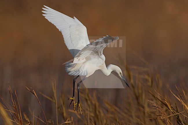 Kleine Zilverreiger in de vlucht; Little Egret in flight stock-image by Agami/Daniele Occhiato,