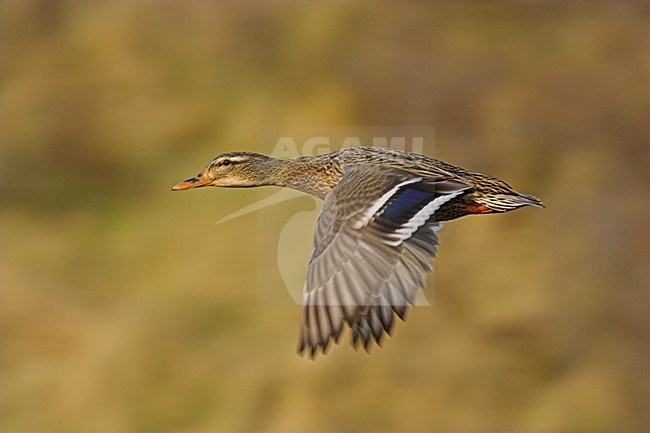 Wilde Eend vrouwtje vliegend; Mallard female flying stock-image by Agami/Menno van Duijn,