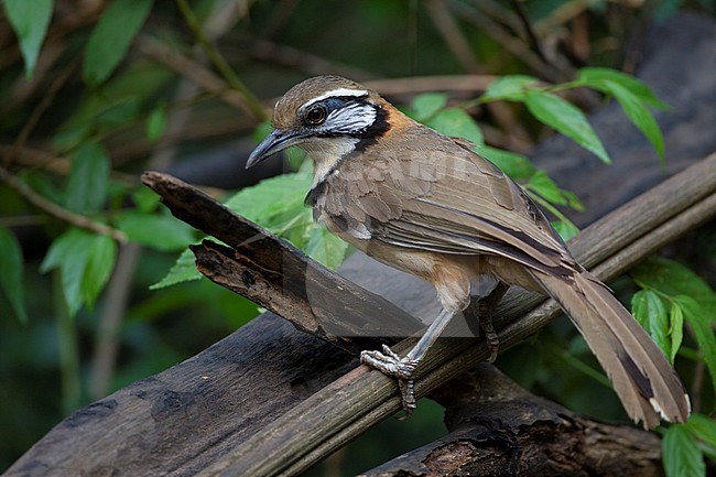 Greater Necklaced Laughingthrush (Pterorhinus pectoralis) at Kaeng Krachan National Park, Thailand stock-image by Agami/Helge Sorensen,