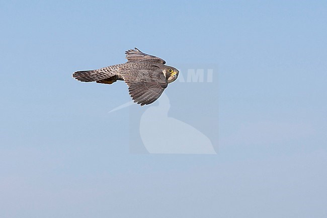 Slechtvalk in vlucht, Peregrine Falcon in flight stock-image by Agami/Wil Leurs,